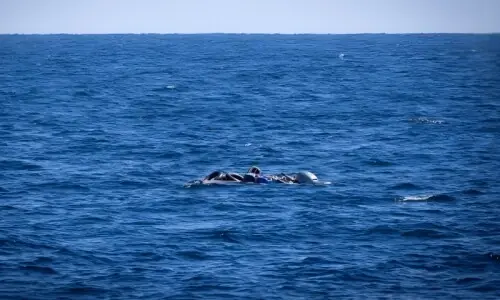 لیبیا کے قریب مہاجرین کی کشتی ڈوب گئی، دو بچوں سمیت 53 افراد لاپتا