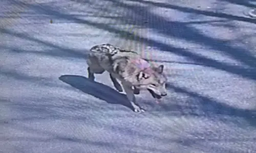 Runaway wolf in South Korea inspires meme coin and presidential concern