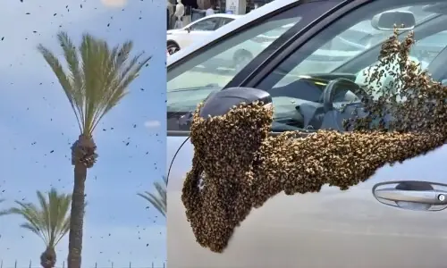 اسرائیل کے مختلف شہروں پر لاکھوں شہد کی مکھیوں کا حملہ، ہوائی جہاز ناکارہ