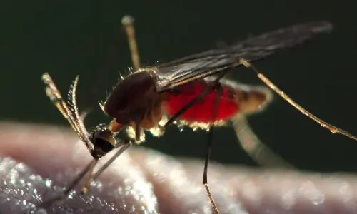 کیا مچھر بھی ملیریا کے خاتمے کا ذریعہ بن سکتے ہیں؟ نئی تحقیق نے سب کو چونکا دیا