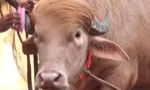 عیدالاضحیٰ پر 'ڈونلڈ ٹرمپ' کو قربان کرنے کی تیاری عیدالاضحیٰ پر 'ڈونلڈ ٹرمپ' کو قربان کرنے کی تیاری