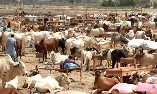 Punjab police on high alert as cattle markets see peak activity