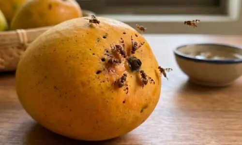 آموں کے موسم میں فروٹ فلائیز کیوں بڑھ جاتی ہیں؟