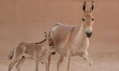 سعودی عرب کی 100 سالہ تاریخ میں پہلے جنگلی گدھے کی پیدائش