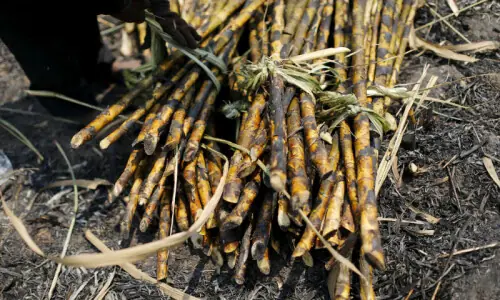 Hot weather hurts Asian crops as powerful El Nino takes shape