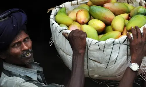 نیپال میں بھارتی آموں پر پابندی، وجہ کیا ہے؟