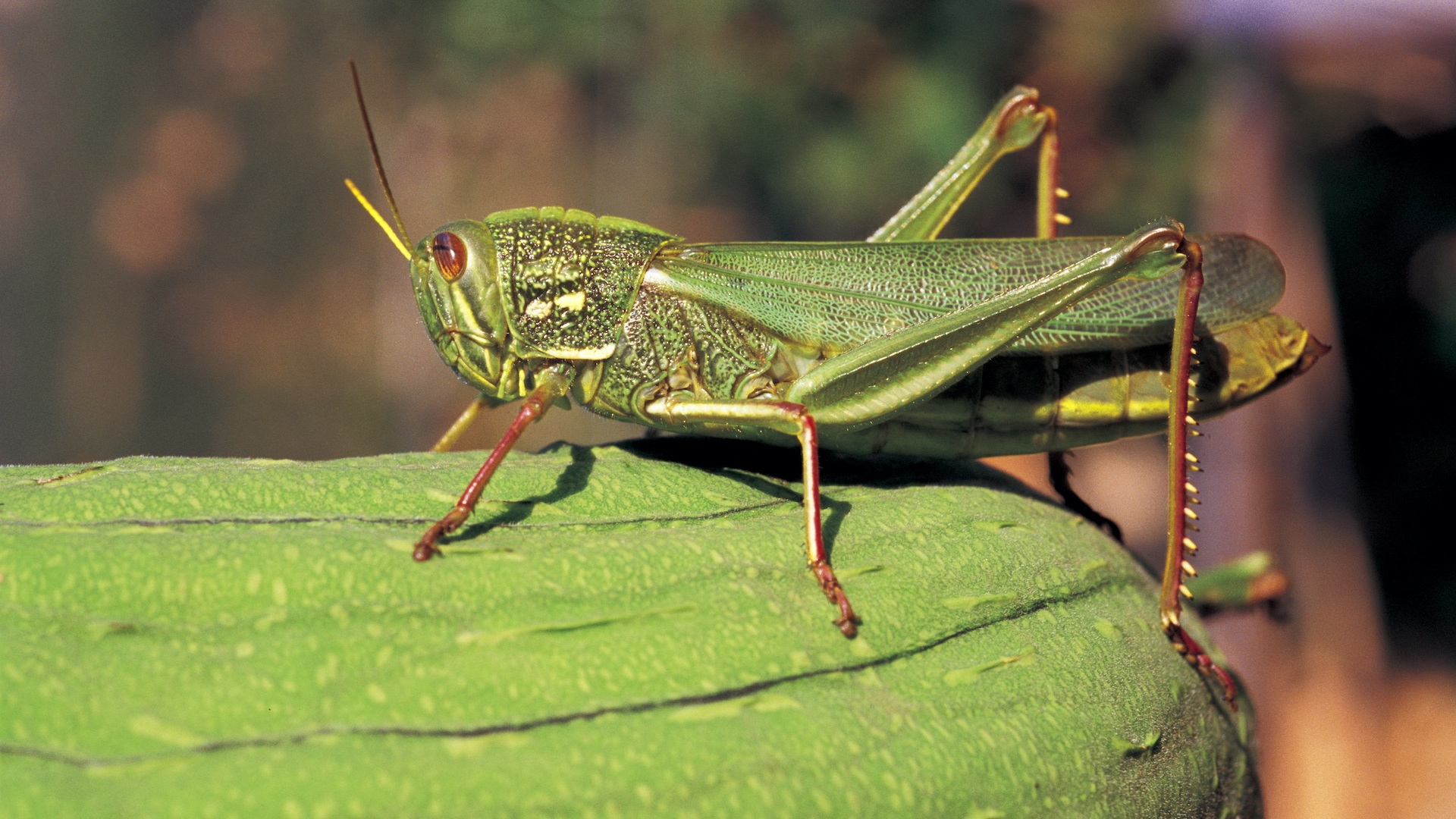 UK supports Pakistan with &pound;1 million aid to tackle locust swarms