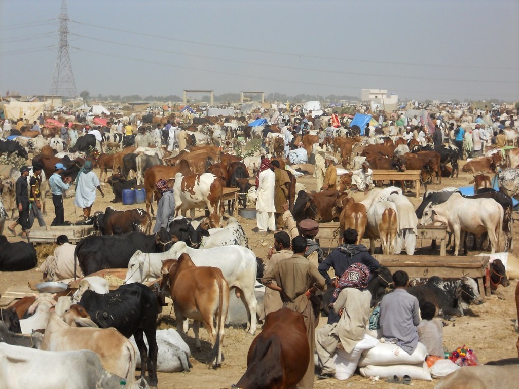 سندھ حکومت نے مقررہ مقامات پرمویشی منڈیاں لگانے کی اجازت دیدی