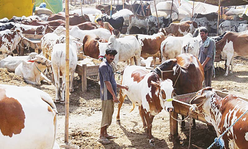 ملک بھر میں غیرقانونی مویشی منڈیوں کیخلاف کریک ڈاؤن کا فیصلہ