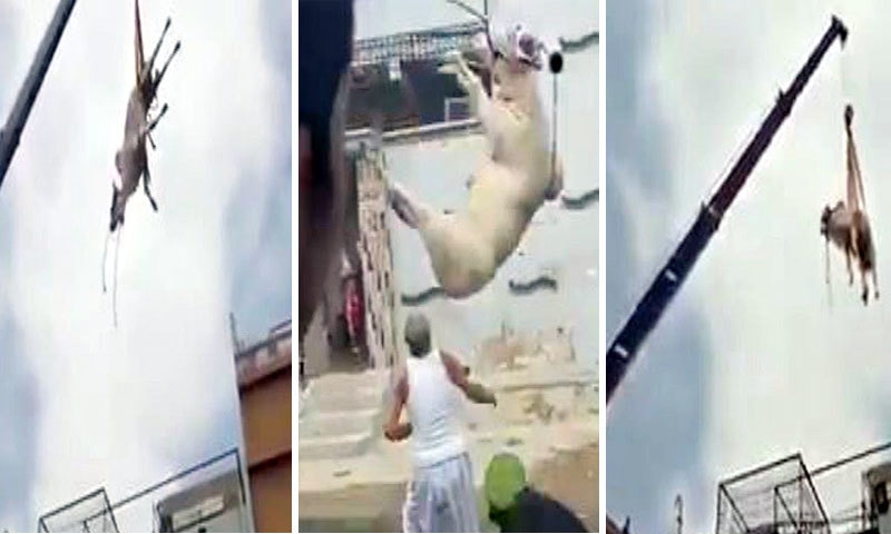 گھر کی چھت سے اتارتے ہوئے بیل کرین سے نیچے زمین پر گر پڑا