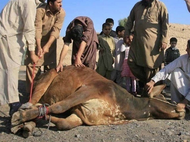 ملک بھر میں عید کے تیسرے روز بھی سنت ابراہیمی کی ادائیگی جاری