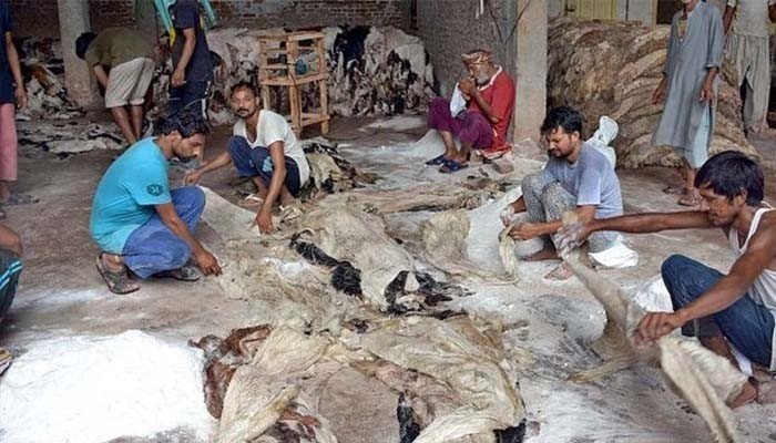 قربانی کے جانوروں کی کھالوں کی قیمت میں ریکارڈ کمی