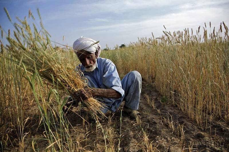سندھ کا وفاق سے کاشتکاروں کے زرعی قرض اورٹیکس معاف کرنے کا مطالبہ