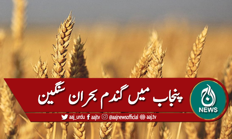 پنجاب میں گندم بحران سنگین