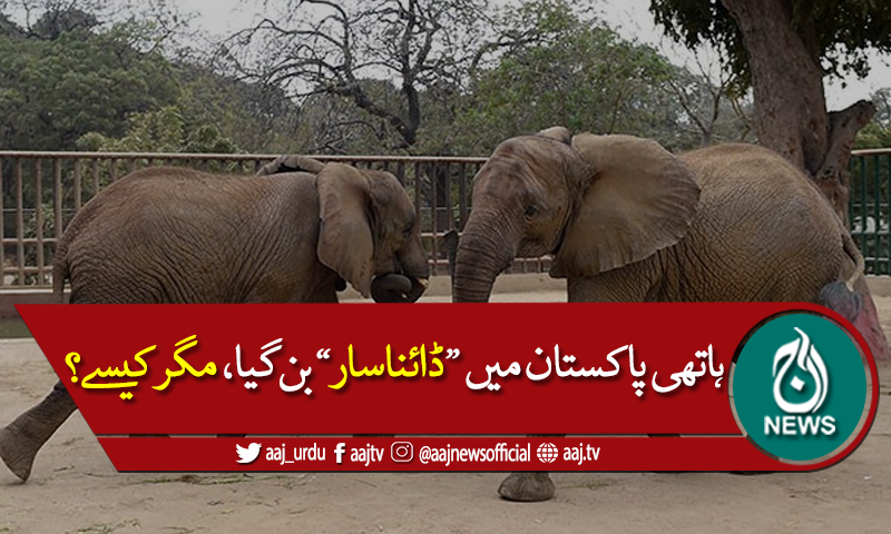 بچوں کا ساتھی ہاتھی پاکستان میں "ڈائناسار" بن گیا