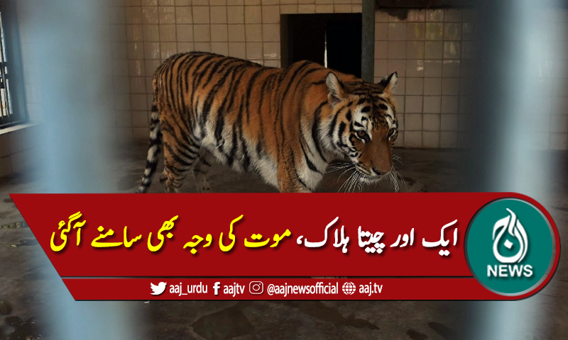 پشاور چڑیا گھر میں ایک اور چیتا ہلاک