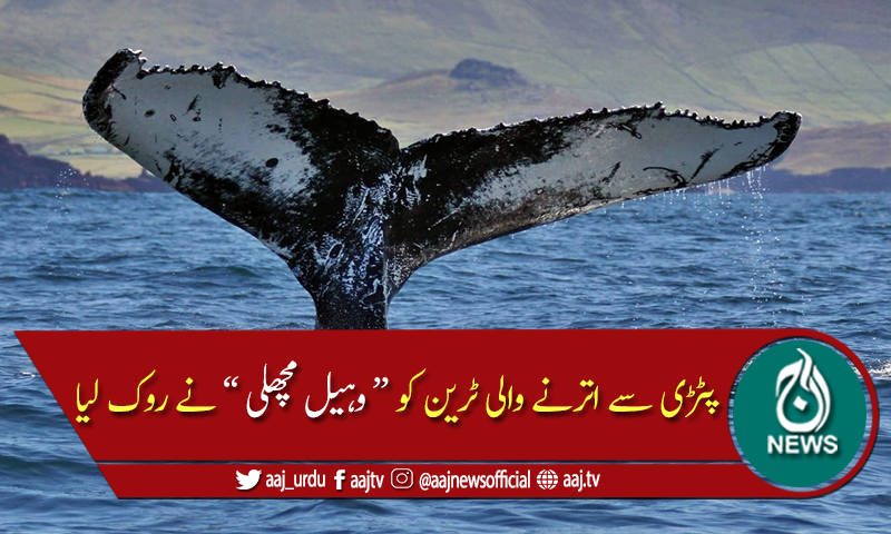 پٹڑی سے اتر جانے والی میٹرو ٹرین کو "وہیل مچھلی" نے روک لیا