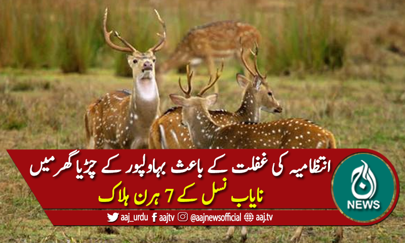 انتظامیہ کی غفلت، بہاولپور کے چڑیا گھرمیں نایاب نسل کے 7 ہرن ہلاک
