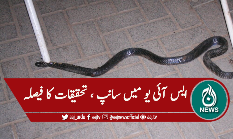 ایس آئی یو میں سانپ نکلنے کا واقعہ، اعلیٰ سطحی تحقیقات کا فیصلہ