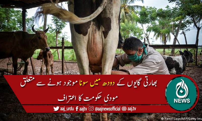 بھارتی گایوں کے دودھ میں سونا نہیں، مودی حکومت کا اعتراف