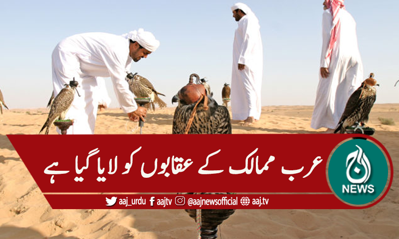 سعودی عرب : بین الاقوامی عقاب میلا شروع