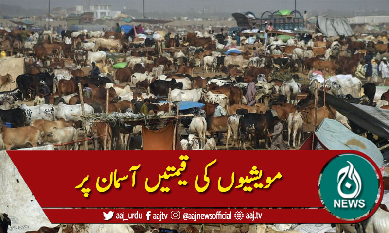 عیدالاضحی  مویشی منڈی میں رش،قیمتیں آسمان پر