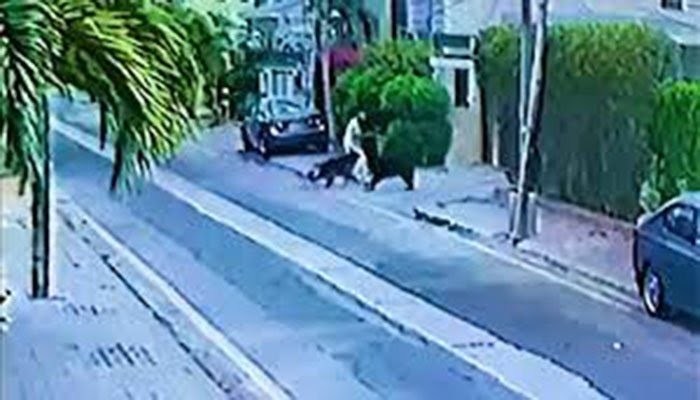 People mourn decision to euthanize dogs who attacked lawyer