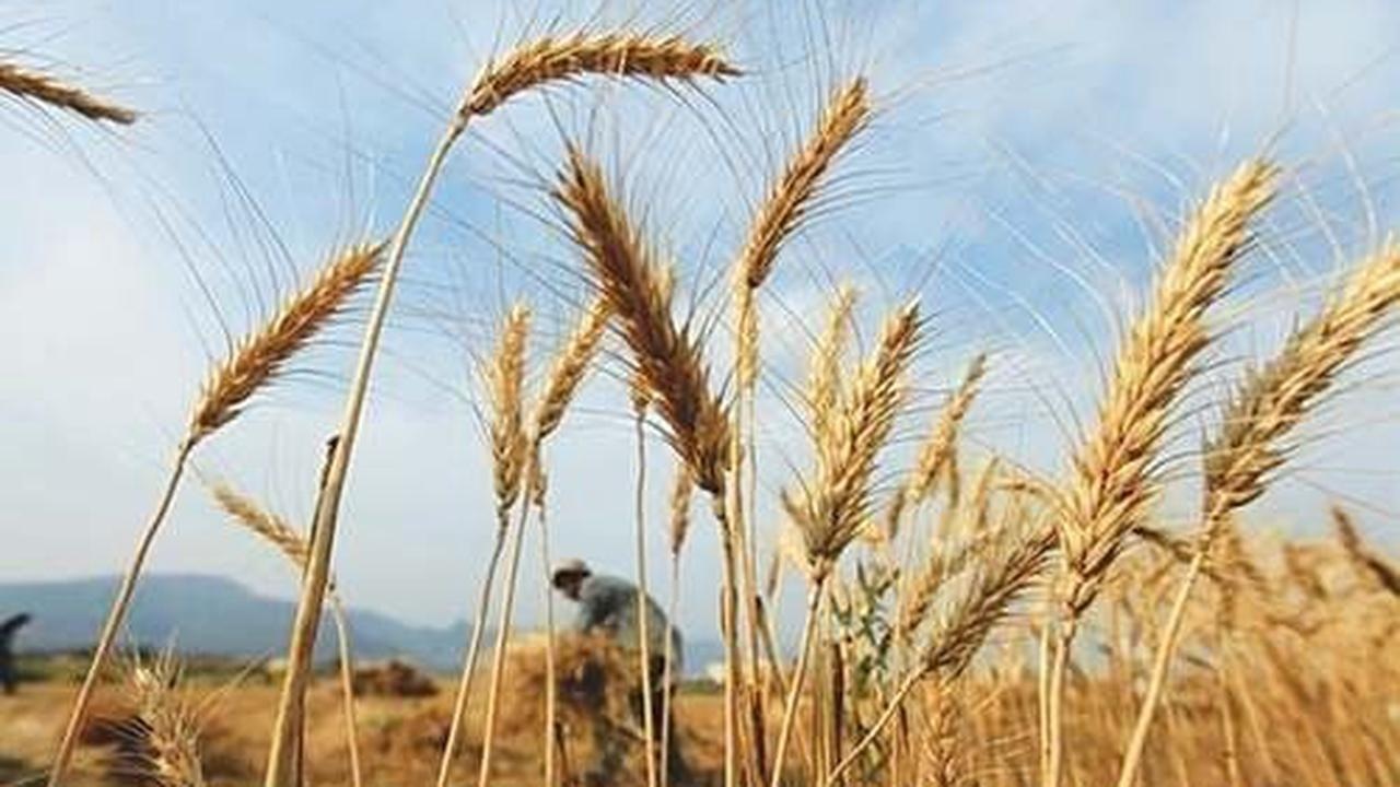 Pakistan has regularly bought wheat in the global market in past months in moves to improve tight local supplies and cool prices. Reuters