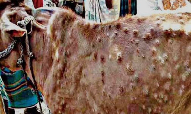 The Agha Khan University Hospital issued an alert, stating that LSDV is an infection of cattle and does not cause human disease. File photo