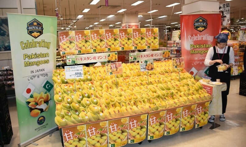 پاکستانی آموں کی پہلی کھیپ جاپان پہنچ گئی