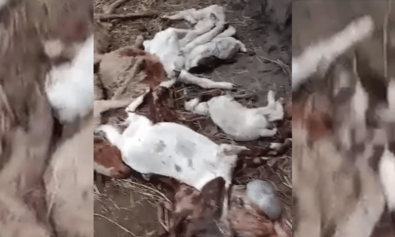 کندھ کوٹ میں بارش سے مکان کی دیوار گرگئی، قربانی کے 30جانور ہلاک