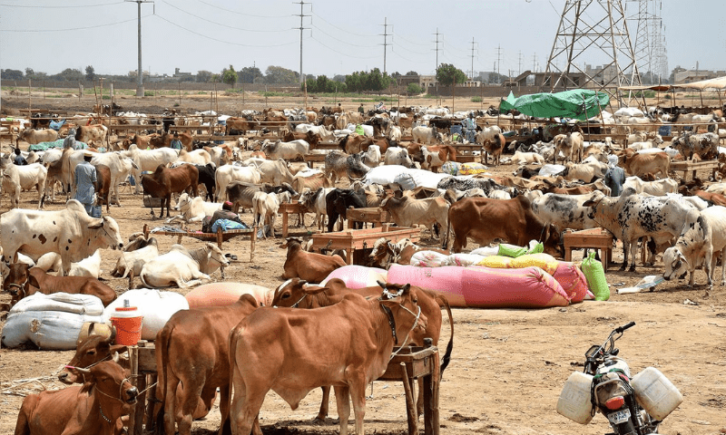 پنجاب میں عیدالاضحیٰ کی تیاریاں، مویشی منڈیاں سج گئیں