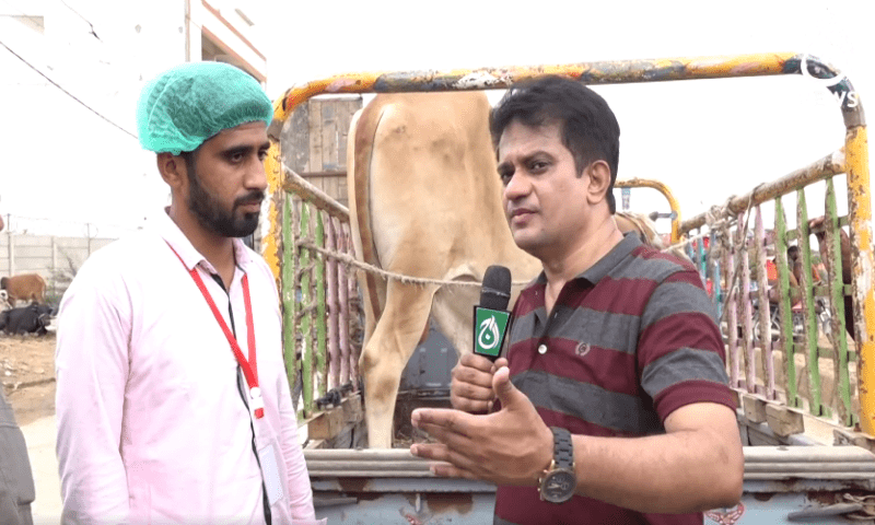 کراچی کی مویشی منڈی میں کتنے جانور لمپی وائرس سے متاثرہ ہیں؟