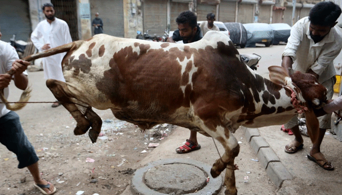 ملک بھر میں عید الاضحیٰ کے دوسرے روز بھی سنت ابراہیمی کی ادائیگی جاری