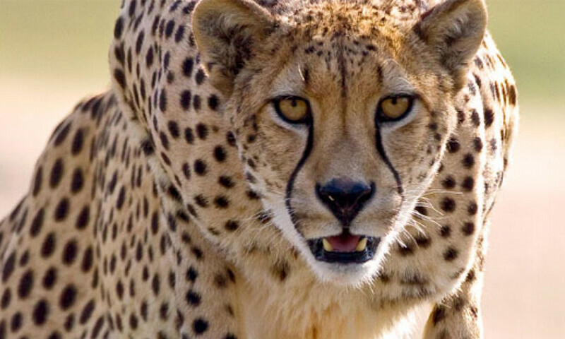 آزاد کشمیر: وادی نیلم میں چیتے کے حملے سے دو بھائی ہلاک