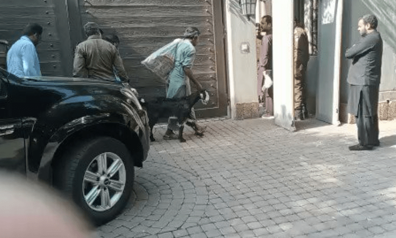 لانگ مارچ: عمران خان کے نکلنے سے قبل صدقے کے بکرے پہنچا دیے گئے