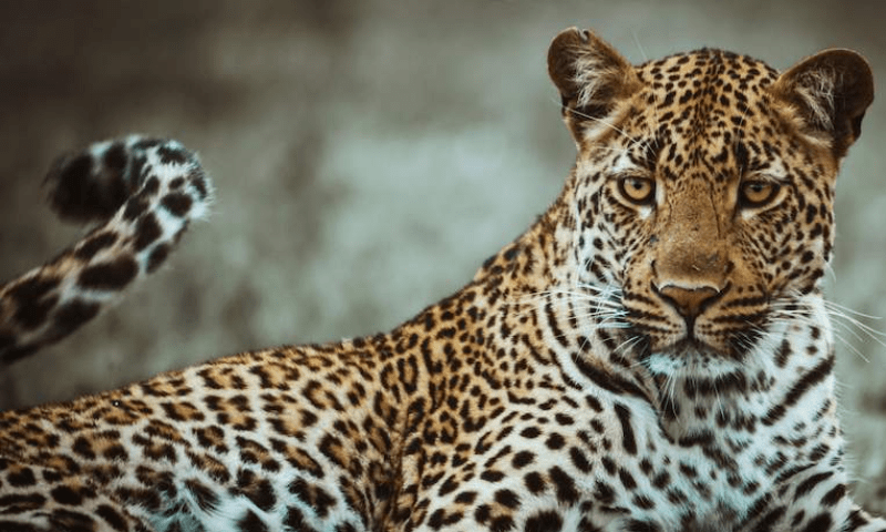 خوراک کی تلاش میں تیندوے انسانی آبادی میں گھس آئے