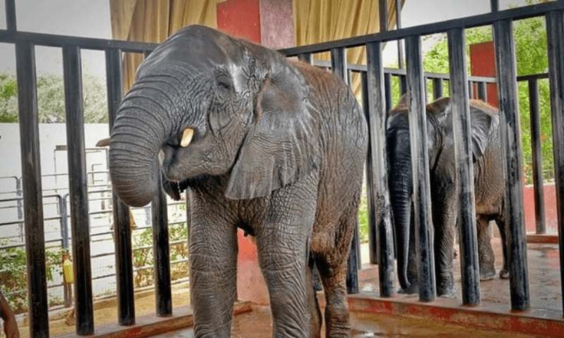 ”ملکہ“ اور“سونیا“ کی خوشیوں میں گورنر سندھ بھی شریک