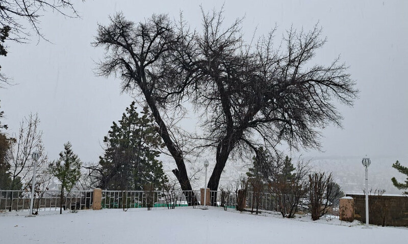 Snowfall in Ziarat. Photo: Twitter