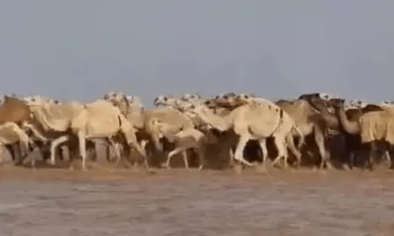 سعودی عرب میں شدید بارشیں: صحرائی جہاز کے پانی سے گزرنے کی دلچسپ ویڈیو وائرل