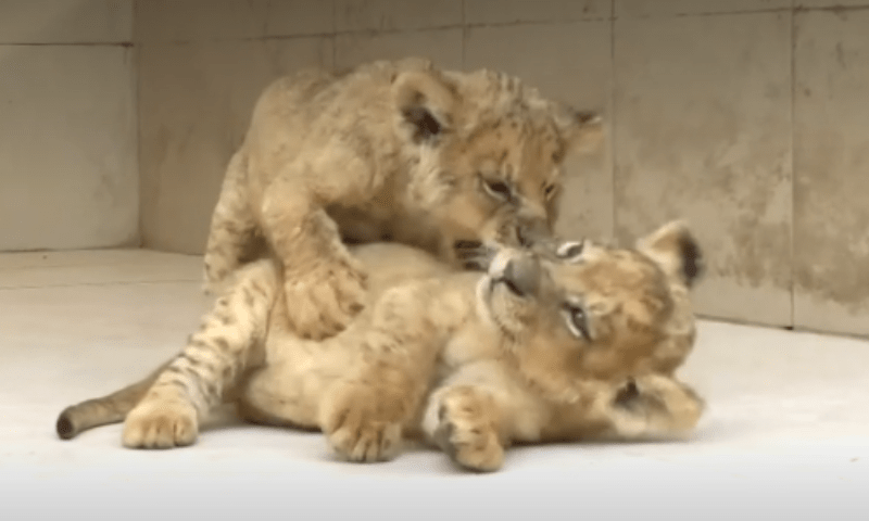 لاہورکے سفاری پارک میں 2 شیرنیوں کے ہاں بچوں کی پیدائش