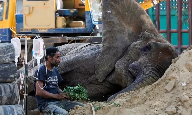 ہتھنی نورجہاں کی ہلاکت: تمام فریقین کو ایک دن کی مہلت مل گئی