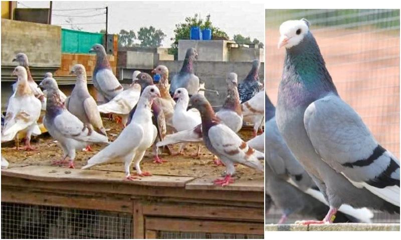 مالاکنڈ: مقامی کبوتر امریکا اور یورپ کے کبوتروں سے مقابلے کیلئے تیار