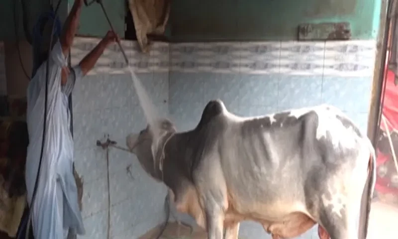 کراچی میں قربانی کے جانوروں کی سروس شروع