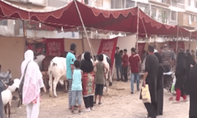 کراچی: منفرد مویشی منڈی قائم، خریدار اور بیوپاری دونوں خواتین