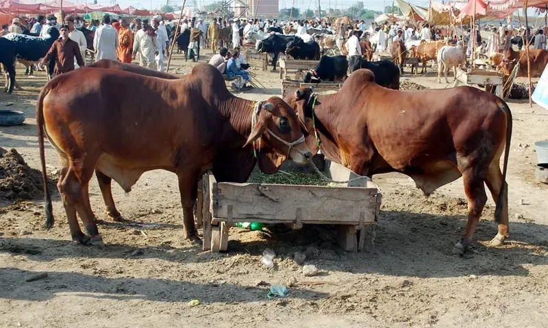 چھٹی کے دن مویشی منڈیوں میں گہما گہمی، جانوروں کی قیمتیں آسمان پر