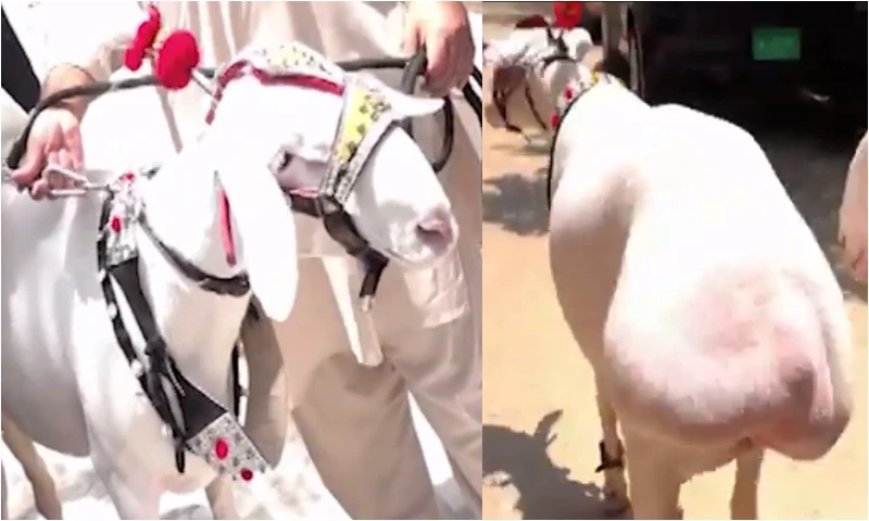 پشاور میں ببلو، سونو اور شیرو کی دھوم