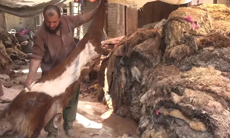 جانوروں کی کھال کس طرح محفوظ بنائی جاسکتی ہے