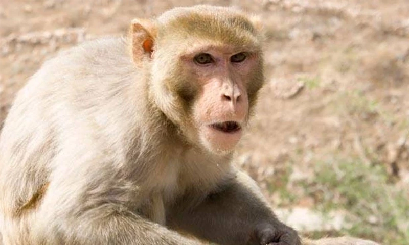 کراچی: حکام کو تگنی کا ناچ نچانے والا بندر کا بچہ سٹی کورٹ سے پکڑا گیا