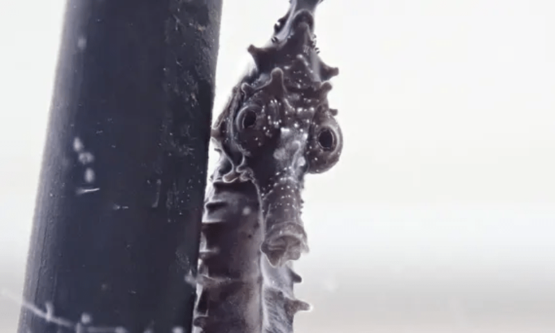 سینکڑوں سمندری گھوڑے سڈنی ہاربر کے &rsquo;ہوٹلوں&lsquo; میں آزاد چھوڑ دیئے گئے